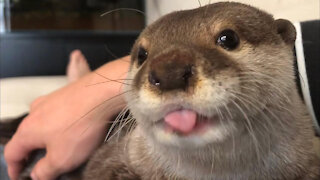 Otter Sakura Morning Greetings!