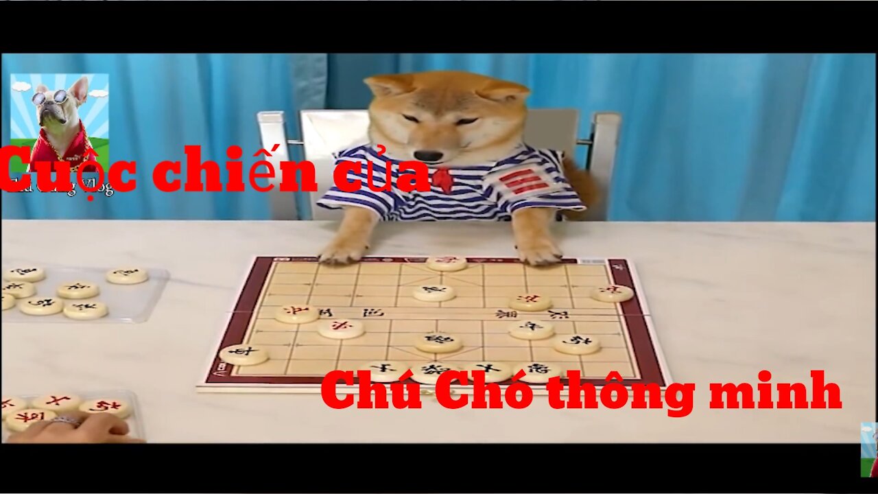 Chú chó thông minh vui nhộn | và những cuộc chiến hài hước