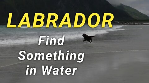 Dog - Labrador Find Something in Sea Water | Dog Playing with Sea Water