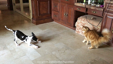 Great Dane Puppy Barks At Cat To Initiate Play
