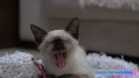 Cute and funny cat videos 2021 | #7 | Enjoy!