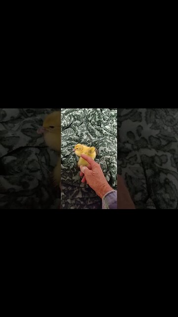 Two Ducklings born yesterday