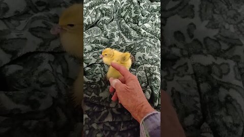 Two Ducklings born yesterday