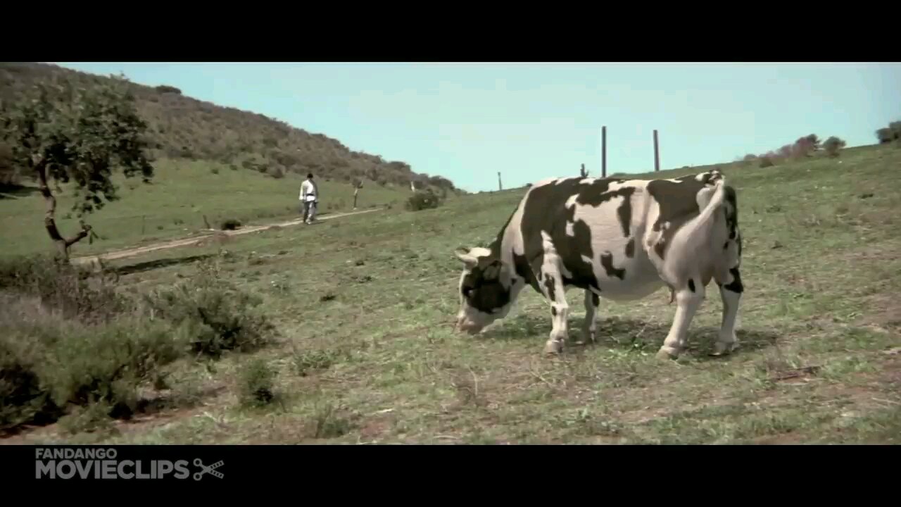 #Kung #Pow Cow Fight..