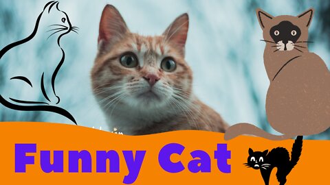 Funny cat video