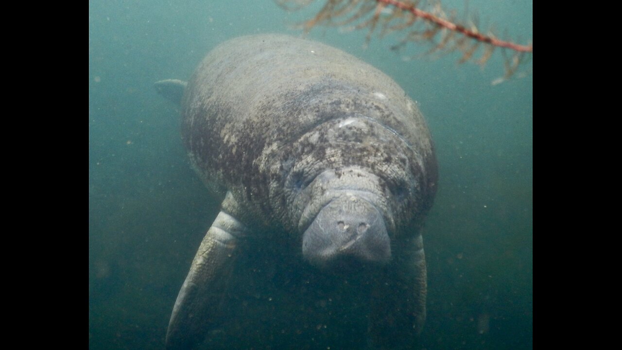 Florida's Manatee Loving This Cold Snap