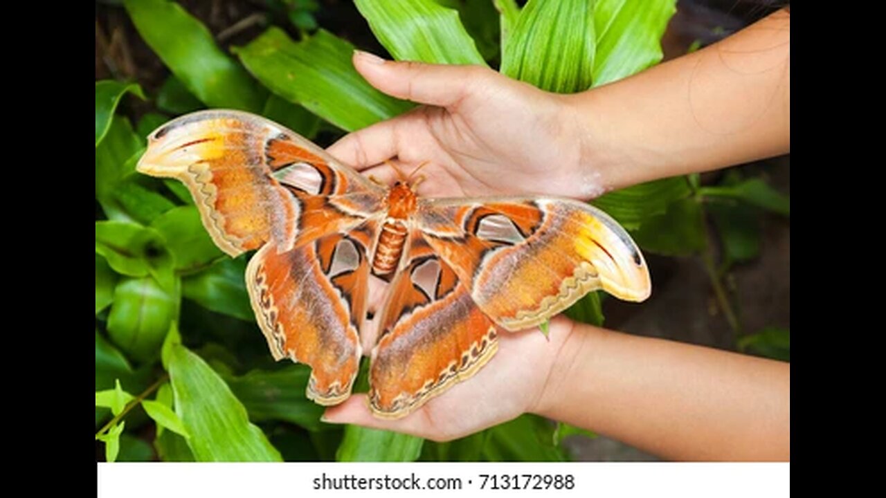 Meet the World's Biggest Butterfly: Queen Alexandra's Birdwing!