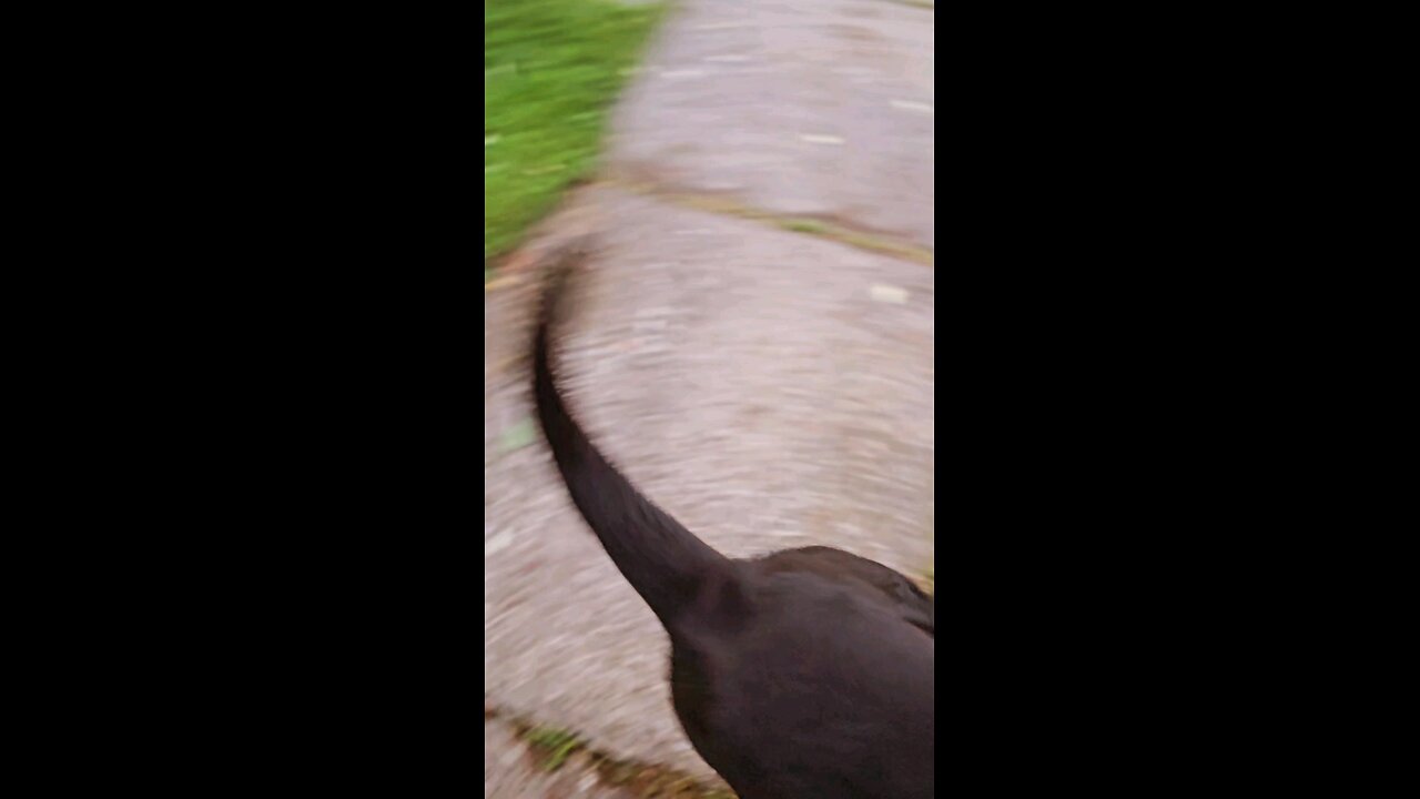 Stud Dog