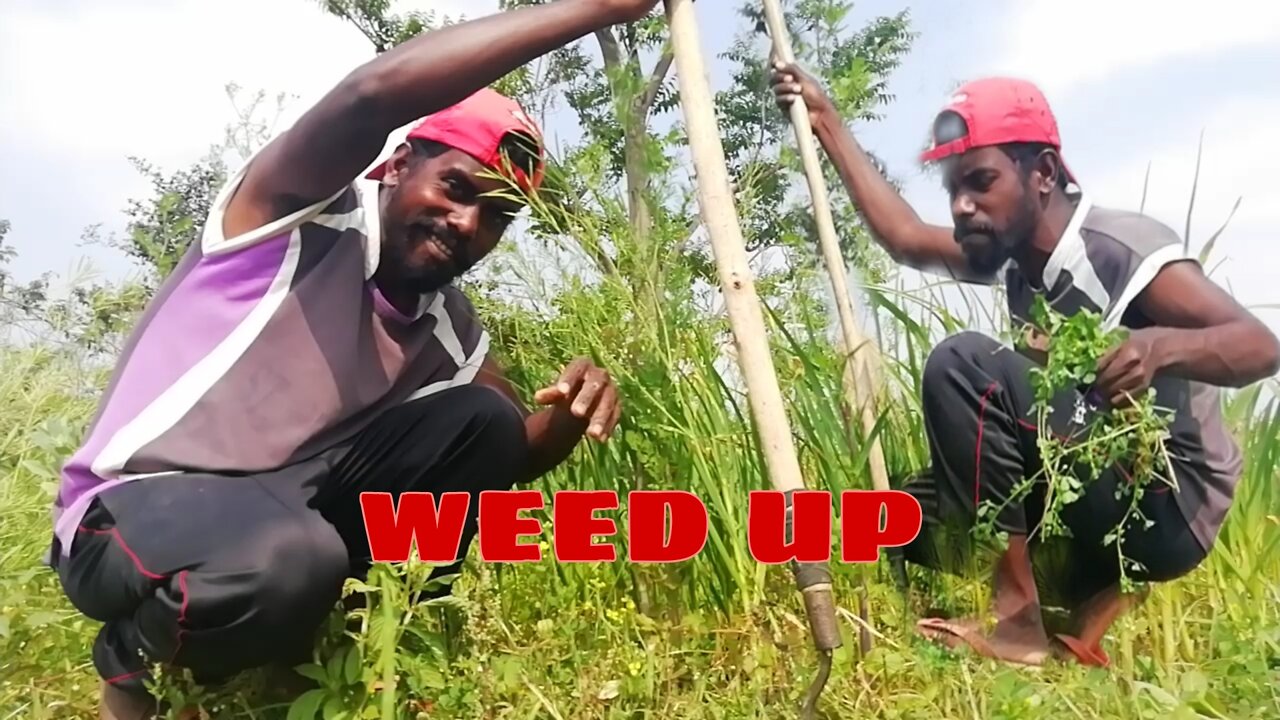 Weeding up from garlic cultivate Field