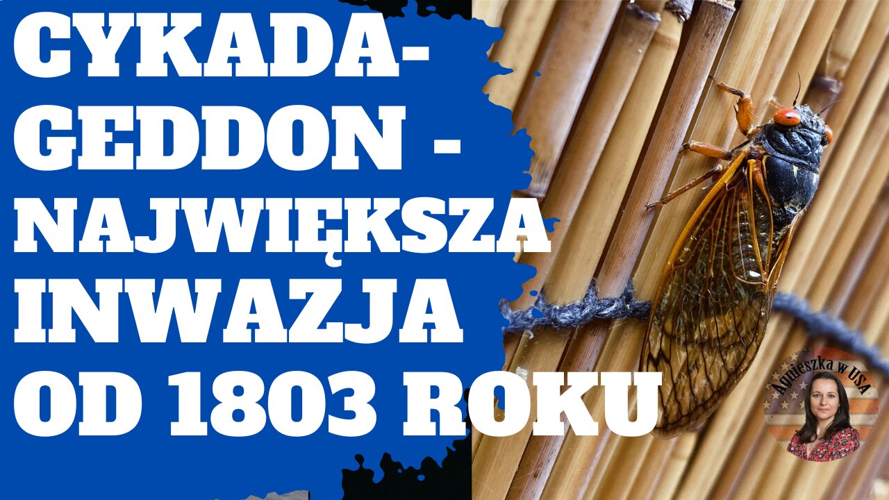 Cykady! Inwazja! Czegoś takiego nie było od 221 lat.