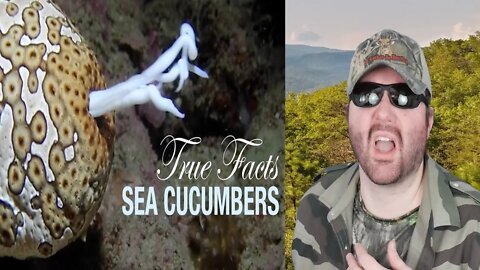 True Facts: Sea Cucumbers (zefrank1) REACTION!!! (BBT)