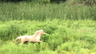 Palomino brumby runs to join herd. Watch the dog at the end