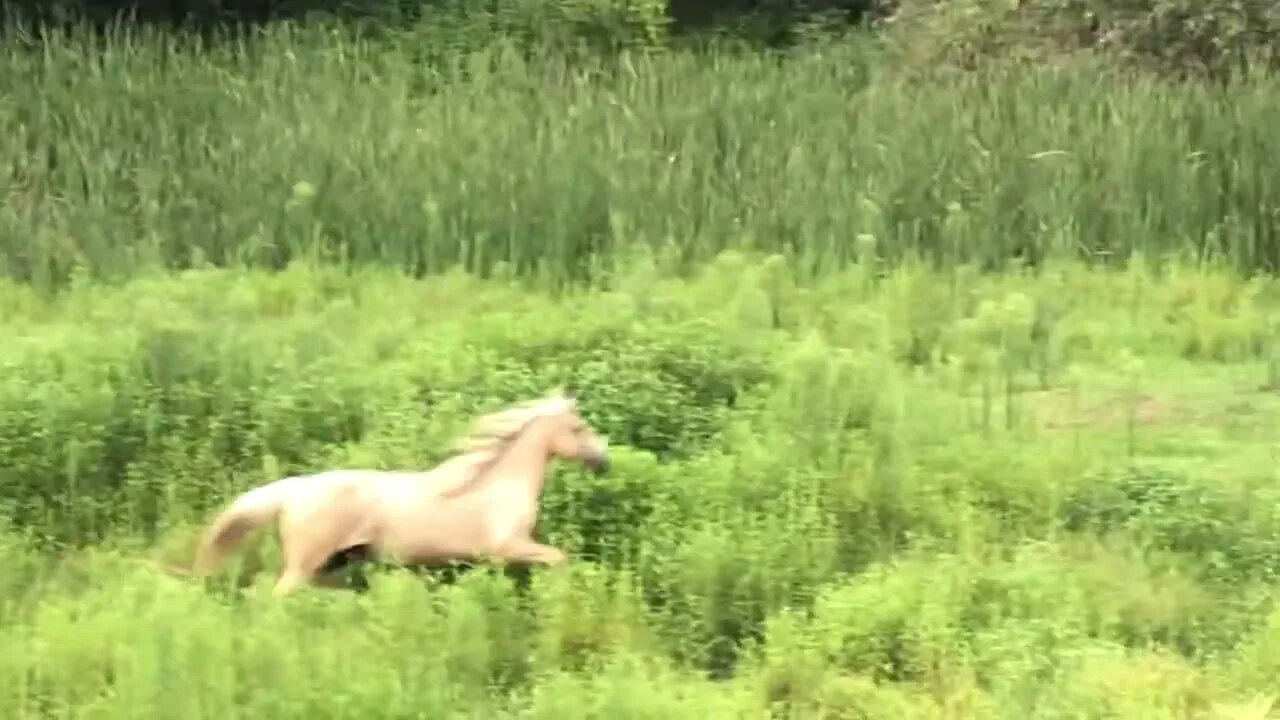 Palomino brumby runs to join herd. Watch the dog at the end