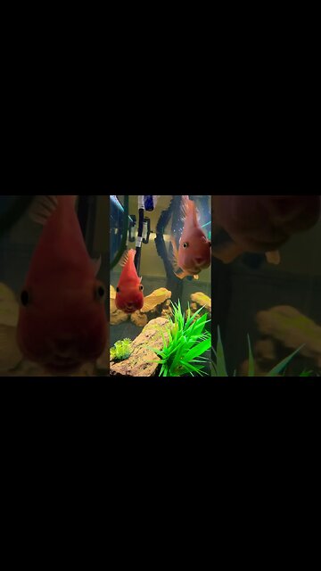 Two Goofy Ahh Fish 🐟