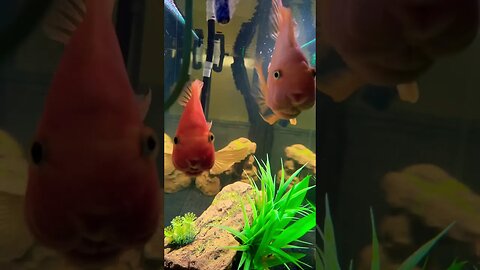 Two Goofy Ahh Fish 🐟