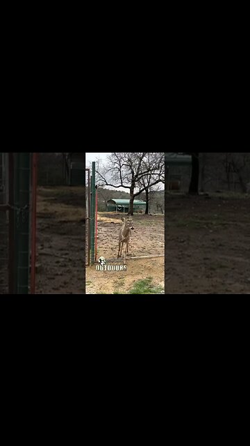 Forrest won’t Leave!