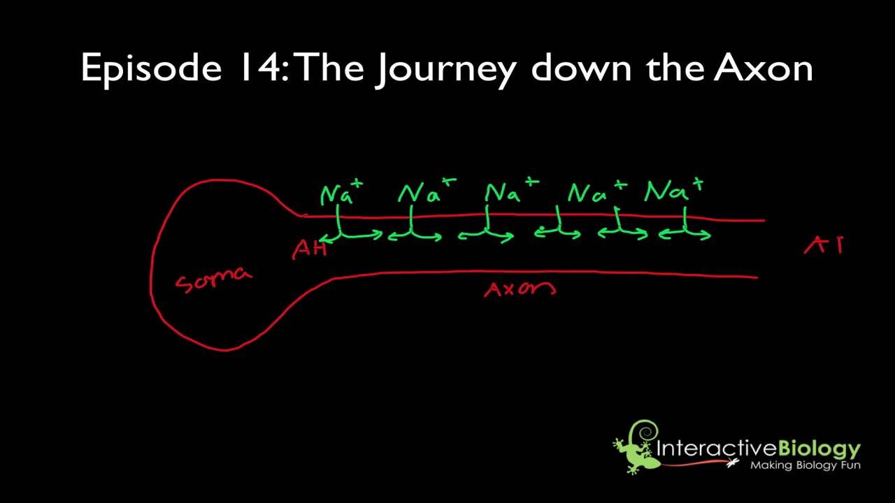 014 The Journey Down the Axon