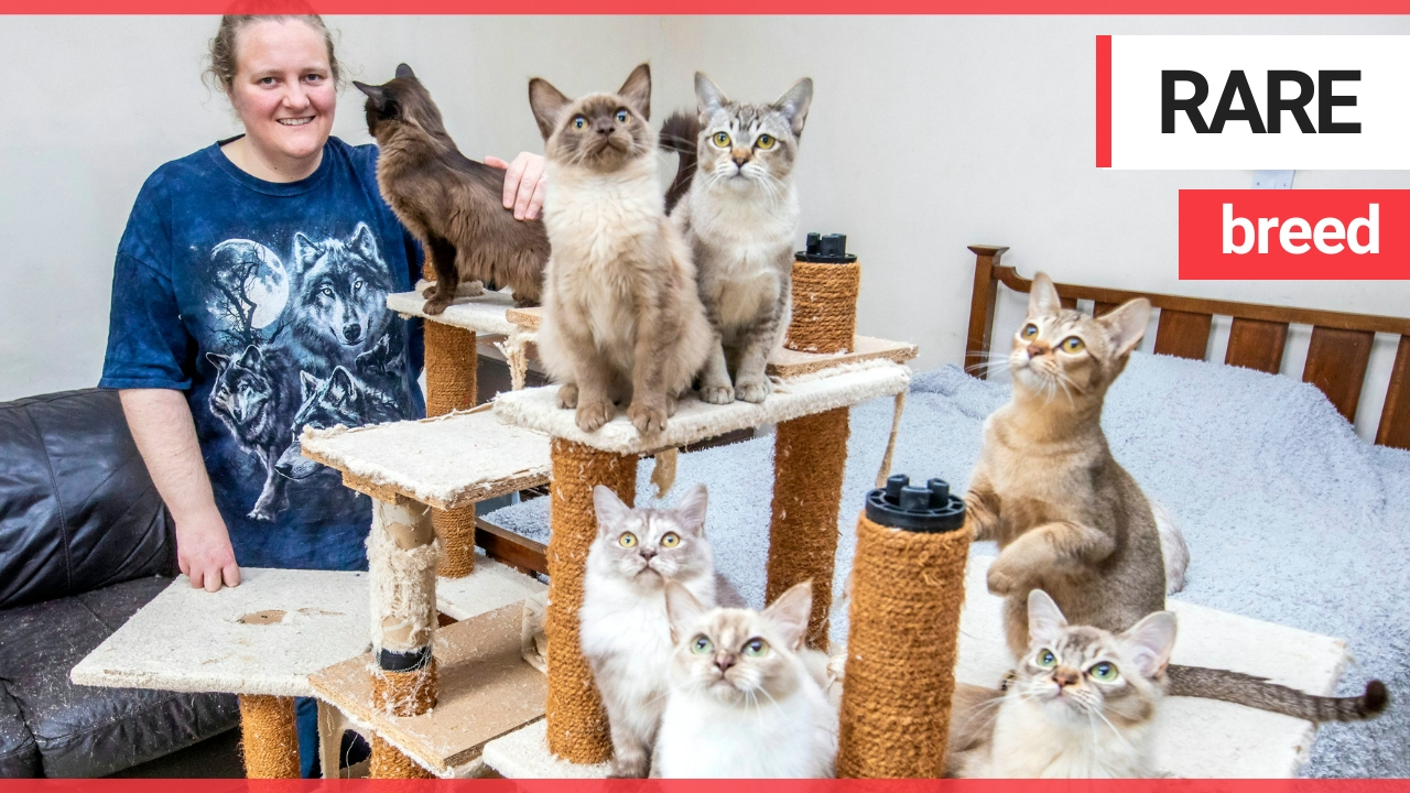 Meet the super-ethical cat breeder who makes a £12,000 loss on her passion