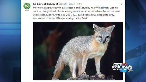 Another two fox attacks have been reported
