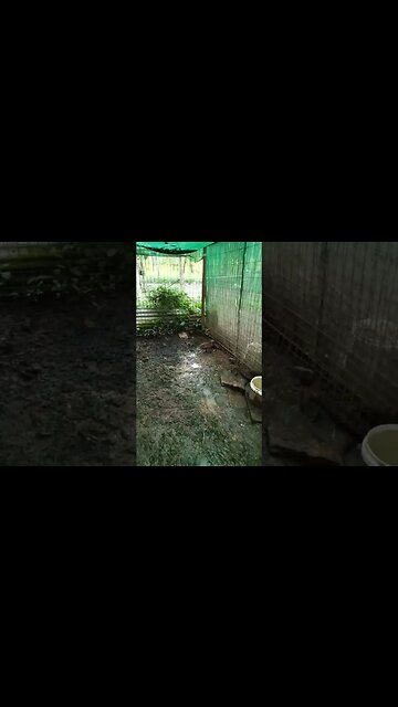 The Wild Duck has brought her ducklings 27th February 2023