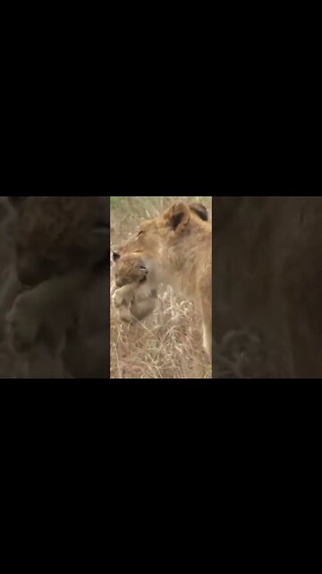 Lioness Moving Her Cub #shorts