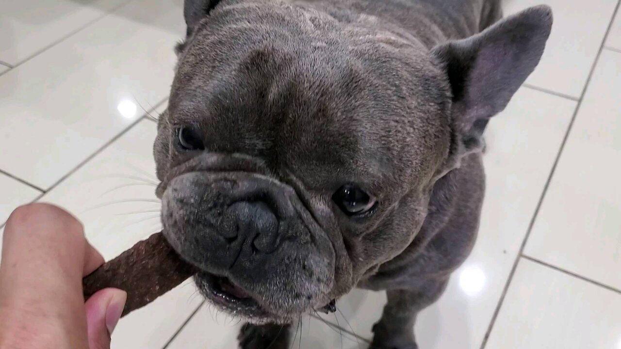 Bulldog enjoying his beef jerky