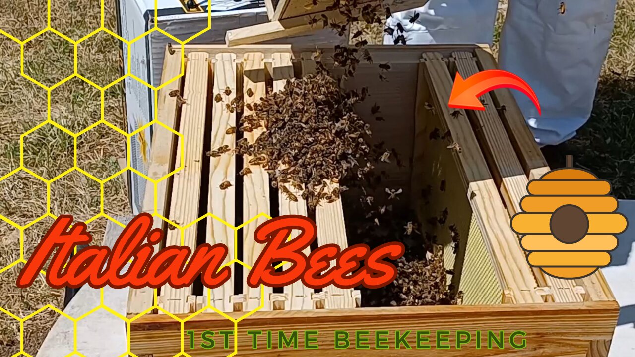 🐝Install a Honey Bee Package - Beekeeper🐝