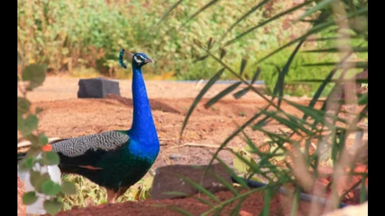 #Peafowl bird nature beauty video.