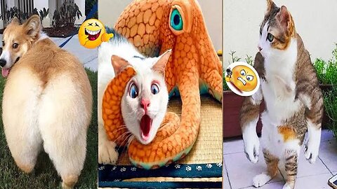 funny cat - funny animals - cat fight - cat video -