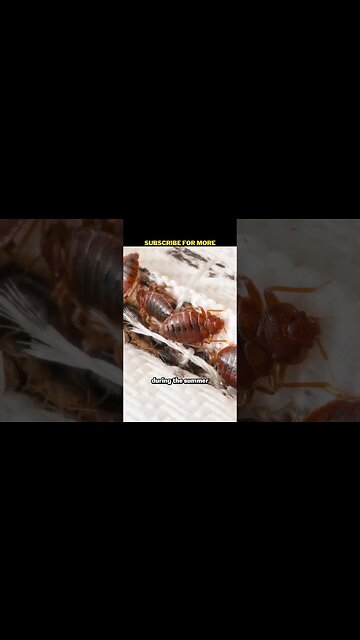 Bed Bugs Outbreak In Paris