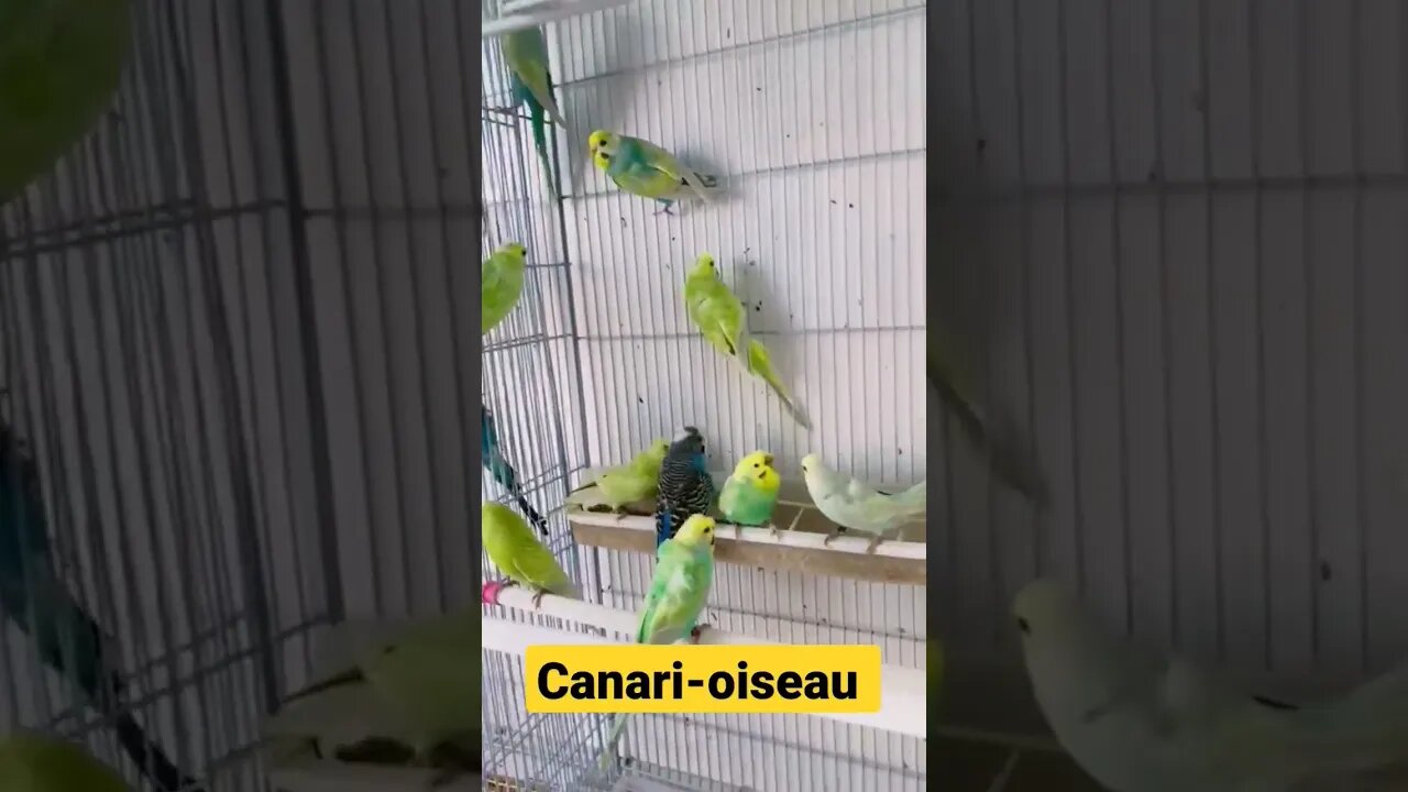 Canari-oiseau