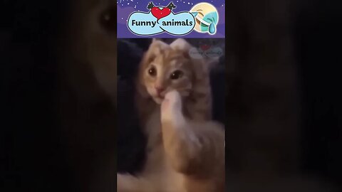 #499 Funny Animals Video Compilation 2022 Cute and funny pets compilation #shorts