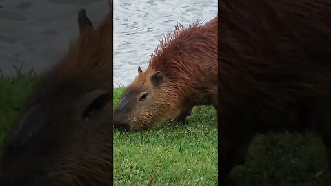 #close no cachorro estranho de Curitiba 🤣 #shorts