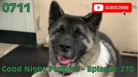 [0711] GOOD NIGHT PUPPIES - EPISODE 270 [#dogs #doggos #doggies #puppies #dogdaycare]