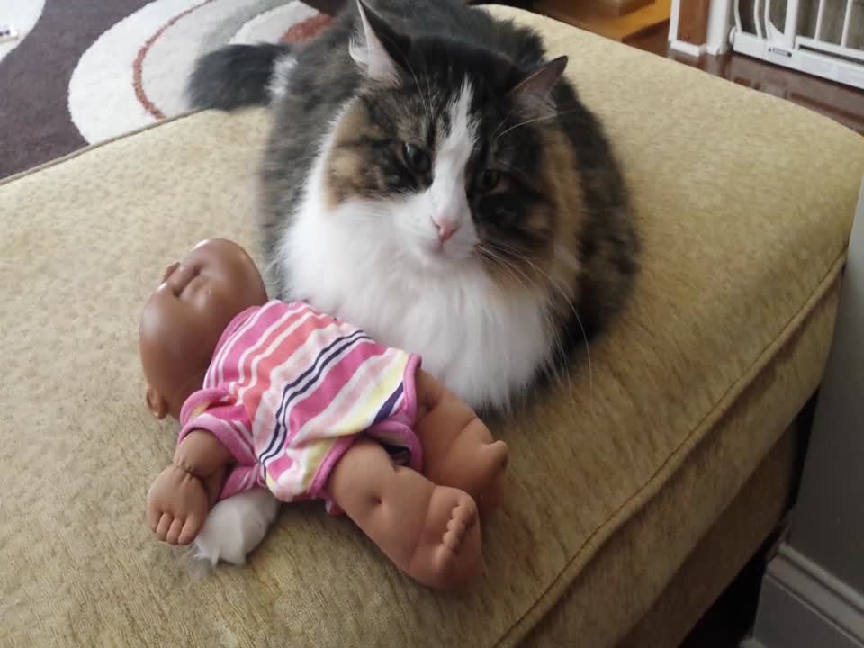 Cute Cat Snuggles with Baby Doll