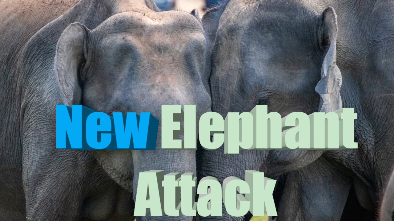 New elephant attack video