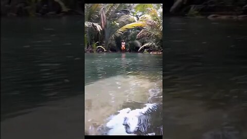 Deadly Insane Alligator attack!!!