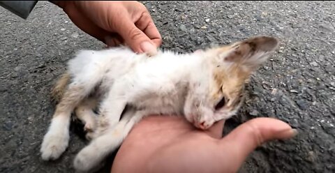 GOD'S MIRACLE SAVED THE KITTEN