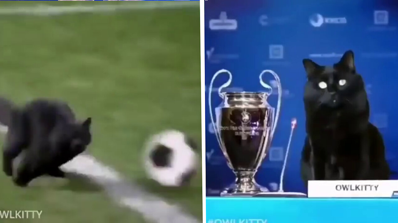 Athletic Cat Turns Out To Be A Pro Footballer And Did A Fantastic Goal