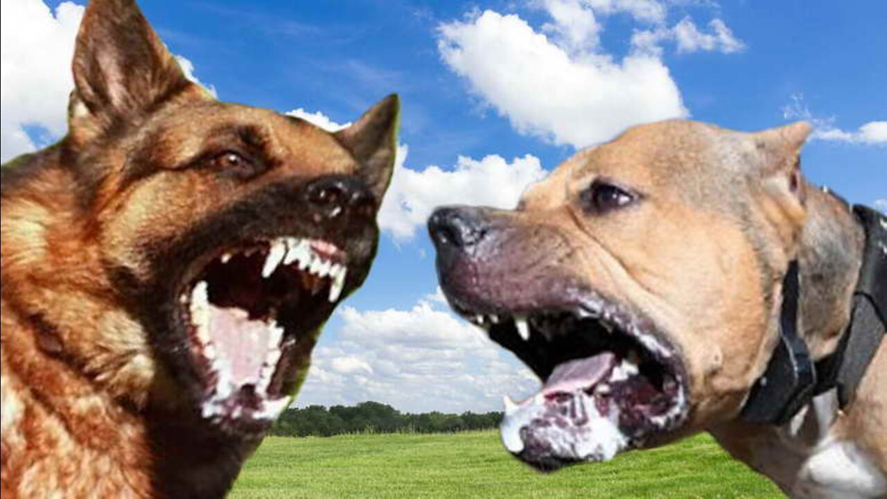 German Shepherd Attacks Pitbull in field