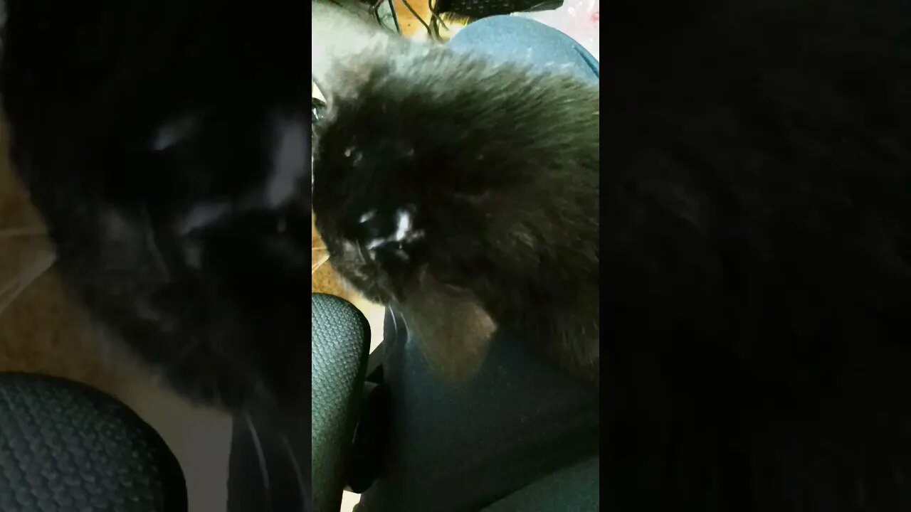 Moonpie doesn't like me right now #shortsfeed #kitty #kittycat #shortsvideo #catlover #youtubeshorts