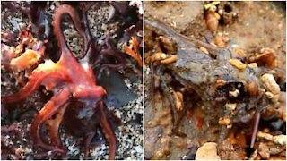 Lontani da casa: incredibili polpi filmati fuori dall'acqua
