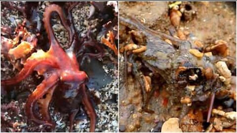 Lontani da casa: incredibili polpi filmati fuori dall'acqua