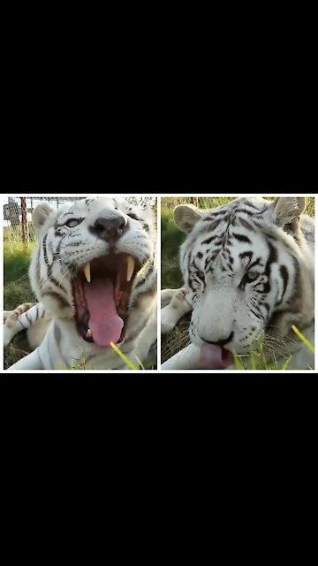 Tiger relaxing in its habitat stretching its mouth