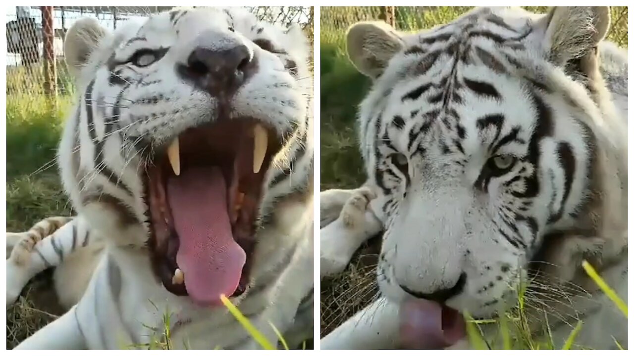 Tiger relaxing in its habitat stretching its mouth