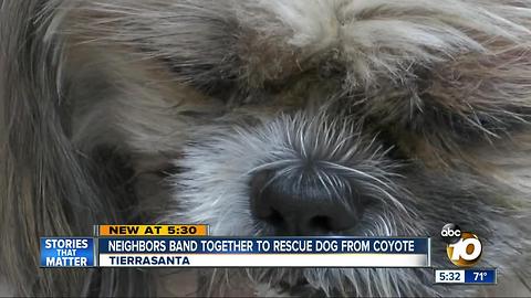 Tierrasanta neighbors band together to rescue dog from coyote