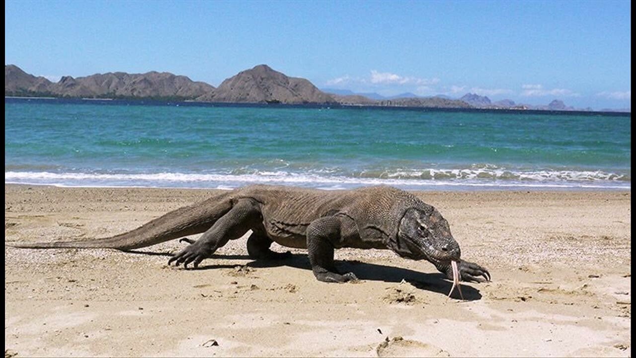 Komodo Dragons Living Fossils of Indonesia