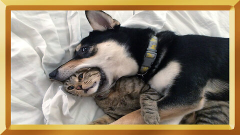 Stunning videos of animals who are just so in love with each other