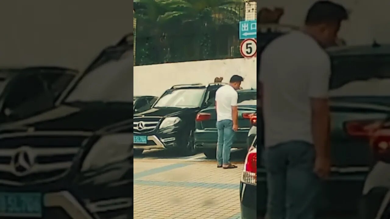 FUNNY CAT #shorts #cats #funnyanimals