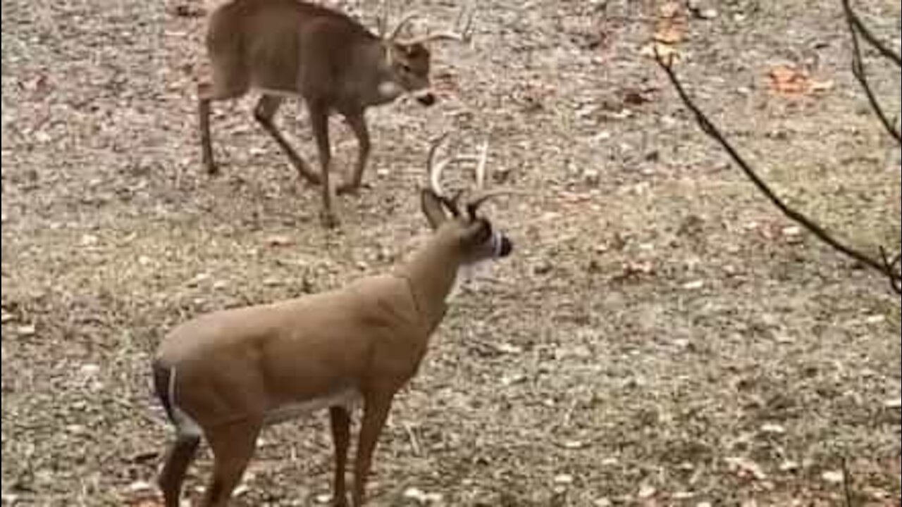 Ce cerf n'est pas dupe et réduit un leurre en poudre